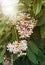 Medinilla cummingii is a showy plant, commonly referred to as Chandelier Tree, Blooming in the garden.