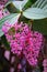 Medinilla Speciosa in Cameron Highland - City of Flower