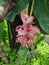 Medinilla thousand-flowered, Malaysian orchid
