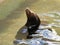 Meditating Seal on the water