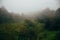 Meditative hipster landscape of forested mountain slope or hill in low lying cloud with trees in mist or fog