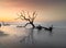 meditative seascape with dead tree and driftwood at sunrise