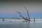 meditative seascape with dead tree and driftwood at sunrise