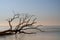 meditative seascape with dead tree and driftwood at sunrise