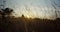 Meditative shot of a camera flies through the grass at sunset