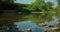 Meditative shot of a fish fry in a mountain river catch flies on the surface of the water