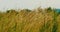 Meditative shot of golden spikelets of wheat swaying in the wind on a hot summer day