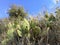 Mediteranian cactus on isle brac, southern europe.
