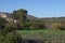 Mediterranean Agricultural Fields Orchard Landscape