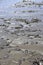 Mediterranean beach detail with sand, shells, driftwood u