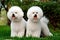 Mediterranean bichon frises