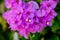 Mediterranean Bougainvillea bush with purple flowers