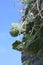 Mediterranean cactuses grow on a rock face against a blue sky with copy space