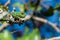 A Mediterranean Chameleon, Chamaeleo chamaeleon, resting on a carob tree twig with curled tail