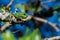 A Mediterranean Chameleon, Chamaeleo chamaeleon, resting on a carob tree twig with curled tail