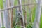 Mediterranean Chameleon, Chamaeleo chameleon stretched out on bamboo sticks, keeping a watchful eye