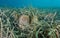 Mediterranean clams underwater with sea grass