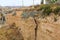 Mediterranean Cliff Detail Surface Plants