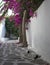 Mediterranean courtyard and cat