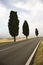 Mediterranean Cypress trees along road.