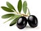 Mediterranean Delicacy: Three Black Olives on a Branch with Leaves Isolated on a White Background