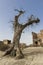 Mediterranean dry olive tree, spaghetti western film location, dry olive tree in the desert