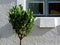 Mediterranean evergreen type of small deep green tree in front of wooden window
