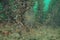 Mediterranean fanworm among brown seaweeds