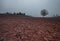 Mediterranean farmland with tree and cloudscape