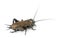 Mediterranean field cricket - Gryllus bimaculatus