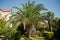 Mediterranean flair in Palma . Palm trees in the yard of the house . House in the tropics. Apartment . Beautiful green palms near