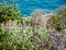 Mediterranean flora. Bunches of various plants and flower species