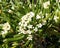 Mediterranean flowering plant Pittosporum tobira. Bush with many cluster of fragrant creamy white flowers