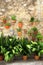 Mediterranean flowerpots on a rustic wall