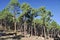 Mediterranean forest at Albarracin range, Spain