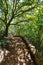 Mediterranean forest in Menorca with oak trees