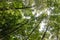 Mediterranean forest in summer. Luxuriant beech wood of the Italian Apennines. Monte Taburno, Benevento, Italy