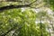 Mediterranean forest in summer. Luxuriant beech wood of the Italian Apennines. Monte Taburno, Benevento, Italy