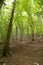 Mediterranean forest in summer. Luxuriant beech wood of the Italian Apennines. Monte Taburno, Benevento, Italy