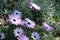 Mediterranean garden with  African daisy flowers Dimorphotheca pluvialis