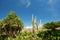 Mediterranean garden palm trees cactus plant Landscape