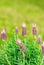 Mediterranean garden plant, lavender bush with violet petals