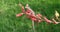 Mediterranean Gecko on a Red Yucca Flower.