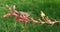 Mediterranean Gecko on a Red Yucca Flower.