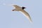 Mediterranean Gull Flying