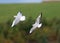 Mediterranean gull flying behind black headed gull