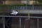 A Mediterranean gull Ichthyaetus melanocephalus perched on a metal railing of the city Bremen.