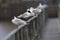 A Mediterranean gull Ichthyaetus melanocephalus perched next to mew gulls on a metal railing of the city Bremen.