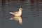 A Mediterranean Gull, Ichthyaetus melanocephalus, seagull. UK.