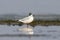 The Mediterranean gull Ichthyaetus melanocephalus stands on the water.